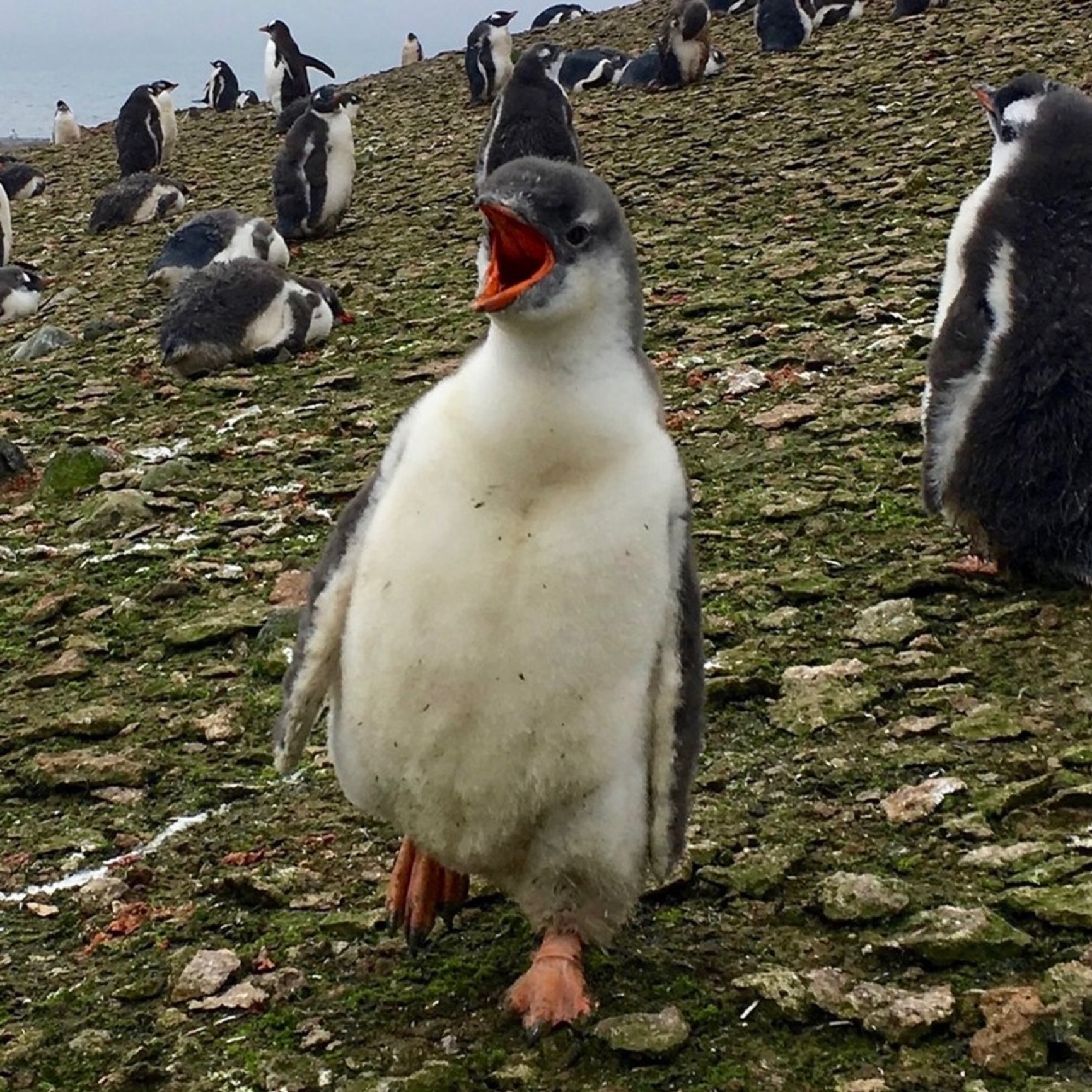 Fluffy penguin chick calling with its orange beak open