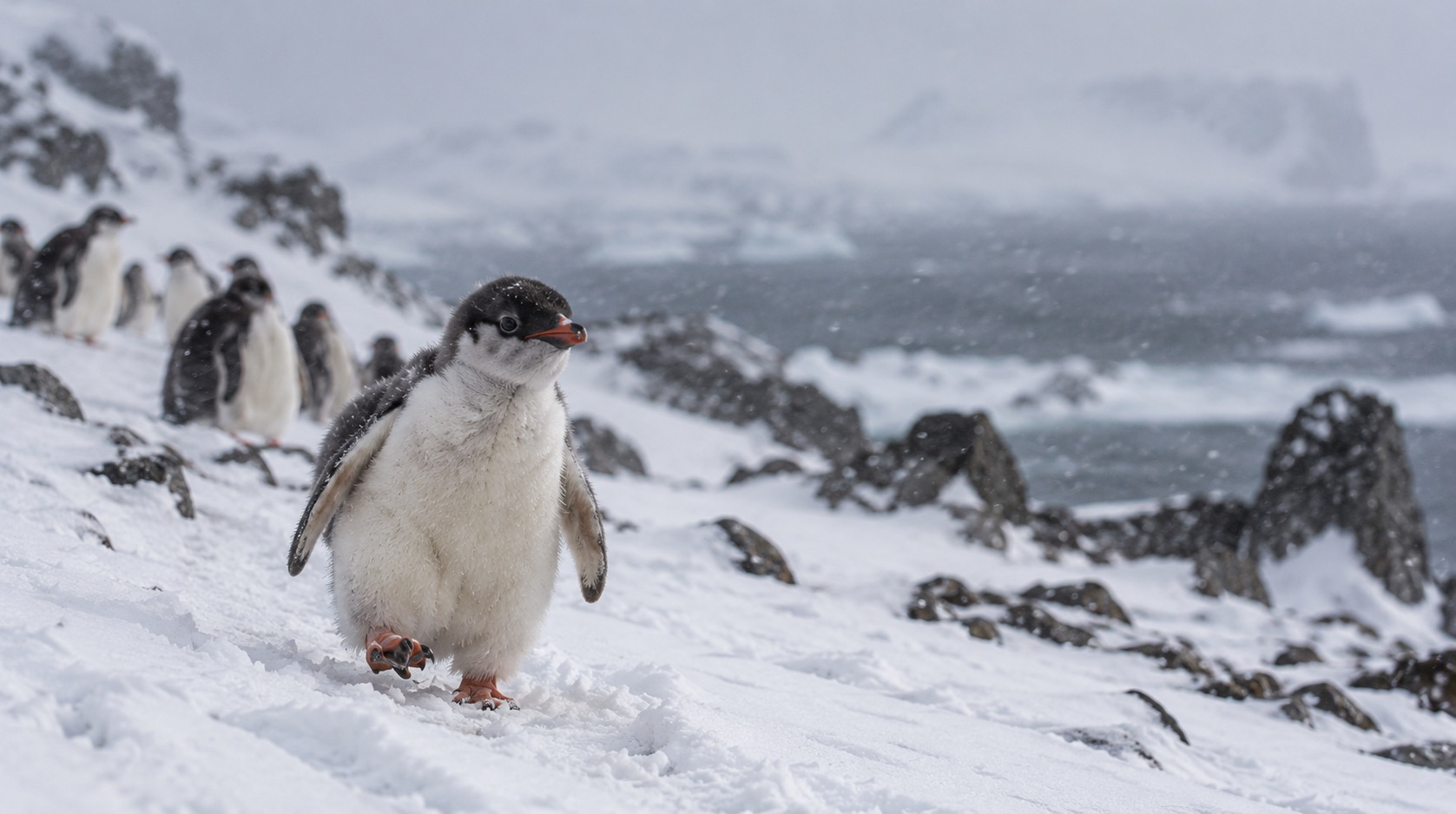 Penguin chick walking through Antarctic snow