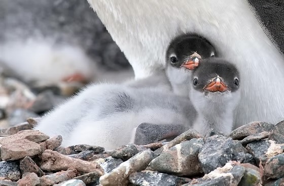 Two penguin chicks tucked under an adult on a stone nest
